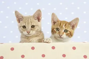 CAT. Cream Tabby with a Ginger & white kitten