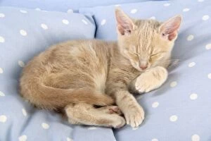 Images Dated 9th November 2008: Cat - Cream Tabby kitten asleep