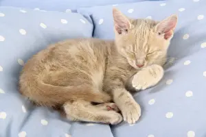 Cream Prints: Cat - Cream Tabby kitten asleep