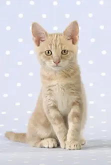 Cream Prints: Cat - Cream Tabby kitten Digital Manipulation: cropped & removed cat from right