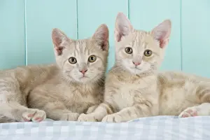 Cream Prints: Cat. two Cream Tabby Kittens
