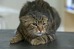 Cross Prints: Cat Crouching down