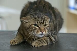 CAT - crouching down, with ears flattened