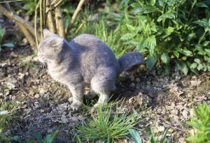 Faeces Prints: Cat - defecating