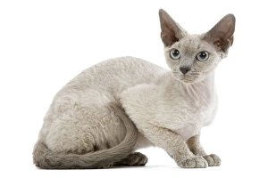 Images Dated 24th October 2006: Cat - Devon Rex - blue - in studio