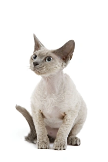 Images Dated 24th October 2006: Cat - Devon Rex - blue - in studio
