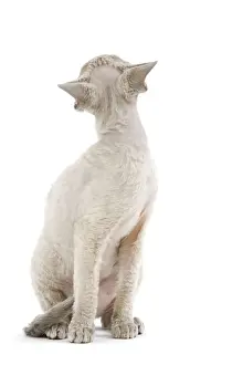 Cat - Devon Rex - blue - in studio looking away from camera