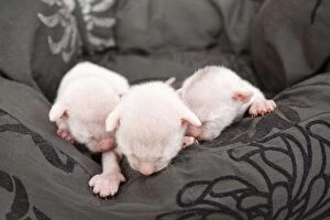 Images Dated 19th July 2012: Cat - Devon Rex kittens