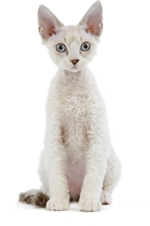 Images Dated 24th October 2006: Cat - Devon Rex - Silver seal tabby - in studio