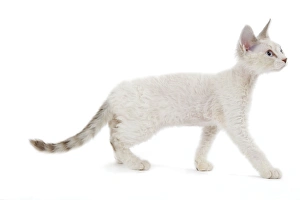 Images Dated 24th October 2006: Cat - Devon Rex - Silver seal tabby - in studio
