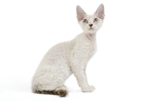 Images Dated 24th October 2006: Cat - Devon Rex - Silver seal tabby - in studio