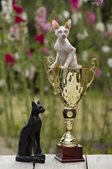 Images Dated 19th July 2012: Cat - Devon Rex - sitting in trophy