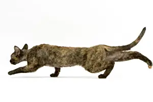 Cat - Devon Rex in studio in stalking pose