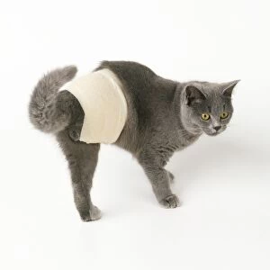 Bandaged Gallery: Cat - with dislocated leg bandaged