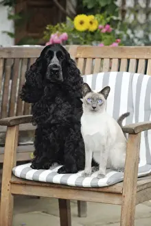 CAT & DOG. Blue point siamese cat sitting next to a cocker spaniel sitting in a garden chair
