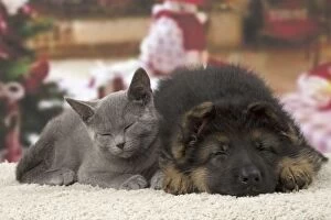 Cat & Dog - Chartreux kitten & German Shepherd