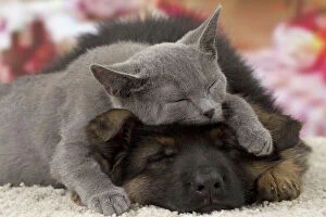 Sleeping Gallery: Cat & Dog - Chartreux kitten & German Shepherd Cat & Dog - Chartreux kitten & German Shepherd