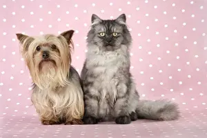 Cat & Dog - Chincilla X Persian. dark silver smoke with a Yorkshire Terrier dog Digital Manipulation: softend Cat's face