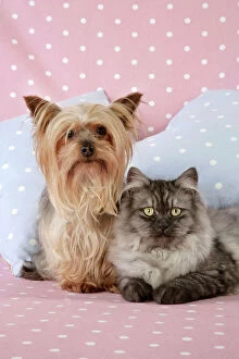 Images Dated 30th September 2008: Cat & Dog - Chincilla X Persian. dark silver smoke with a Yorkshire Terrier dog Digital Manipulation