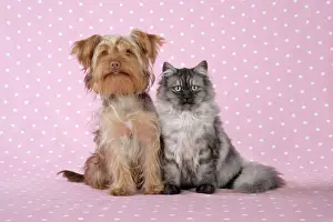 Cat & Dog - Chincilla X Persian. dark silver smoke with Poodle X Yorkshire Terrier dog Digital Manipulation: softend Cat's face/eyes