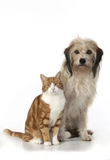 Mixed Gallery: CAT & DOG. Ginger & white cat sitting with a