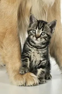 CAT & DOG. Kitten sat between golden retrievers legs