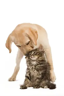 Labrador Prints: Cat & Dog - Labrador puppy kissing Norwegian Forest Cat kitten on head. In studio