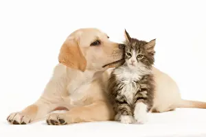 Labrador Prints: Cat & Dog - Labrador puppy kissing Norwegian Forest Cat kitten in studio