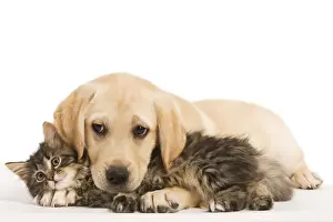 Cat & Dog - Labrador puppy and Norwegian Forest Cat kitten