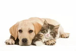Friend Prints: Cat & Dog - Labrador puppy and Norwegian Forest Cat kitten lying in studio