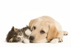 Semi Longhair Prints: Cat & Dog - Labrador puppy and Norwegian Forest Cat kitten lying in studio