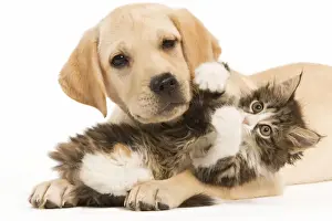 Cat & Dog - Labrador puppy and Norwegian Forest Cat kitten lying in studio