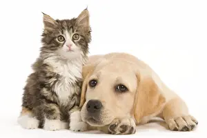Cat & Dog - Labrador puppy and Norwegian Forest Cat kitten in studio