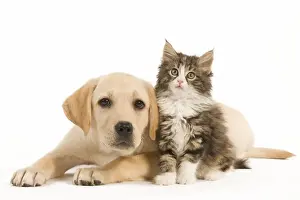 Cat & Dog - Labrador puppy and Norwegian Forest Cat kitten in studio