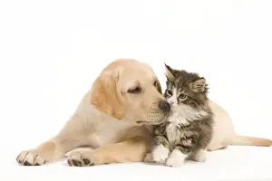 Cat & Dog - Labrador puppy and Norwegian Forest Cat kitten in studio