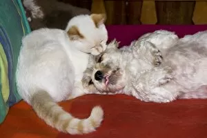 Cat and dog lying together
