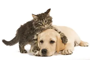 Semi Longhair Prints: Cat & Dog - Norwegian Forest Cat kitten climbing on Labrador puppy in studio
