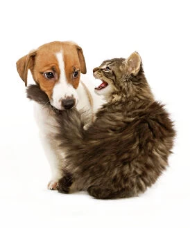 Play Fighting Collection: Cat & Dog - Norwegian Forest Cat kitten miaowing at Jack Russell puppy which is biting its tail