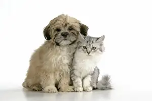 Lhasa Apso Prints: CAT & DOG. Tiffanie with Lhasa Apso cross puppy