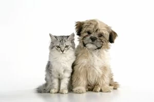 Images Dated 25th January 2008: CAT & DOG. Tiffanie with Lhasa Apso cross puppy
