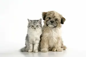 Lhasa Apso Prints: CAT & DOG. Tiffanie with Lhasa Apso cross puppy