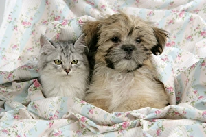 Images Dated 25th January 2008: CAT & DOG. Tiffanie with Lhasa Apso cross puppy