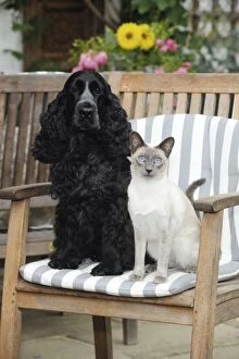 Images Dated 14th July 2010: CAT & DOG.Blue point siamese cat sitting next to a cocker spaniel sitting in a garden chair