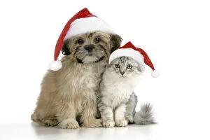 CAT & DOG.Tiffanie with Lhasa Apso cross puppy wearing Christmas hats