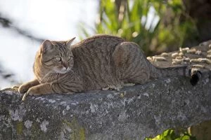 Images Dated 20th March 2014: Cat Domestic Cat