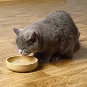 With Bowls Prints: Cat - drinking water