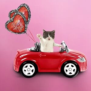 Cat driving red car with heart shaped I love you balloons
