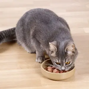In Kitchen Prints: Cat - eating