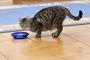 Kitchens Prints: Cat - eating from dish in kitchen - Lower Saxony - Germany