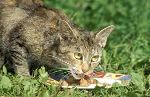 CAT - eating outside on grass